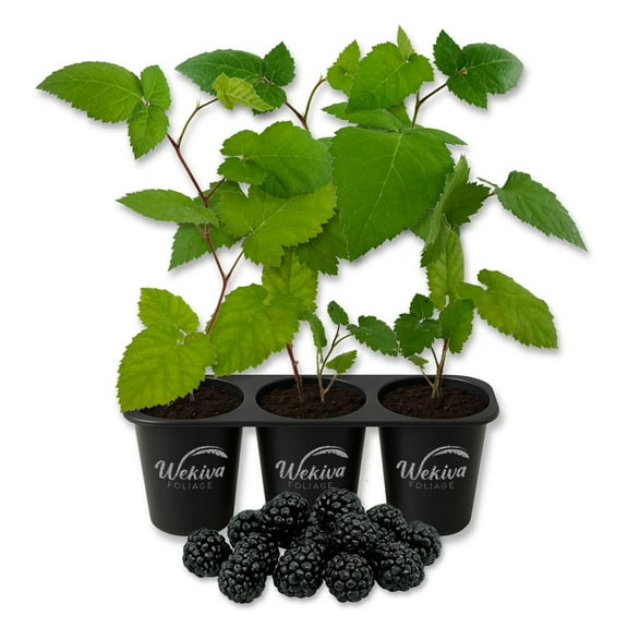 Galaxy Blackberry Plant - 3 Live Starter Plants - Rubus - Edible Fruit Bearing Bush for Patio and Garden