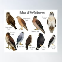 Buteos Of North America Poster Wall Art, Modern Wall Decor For Living Room Bedroom, 8x12 UNFRAMED