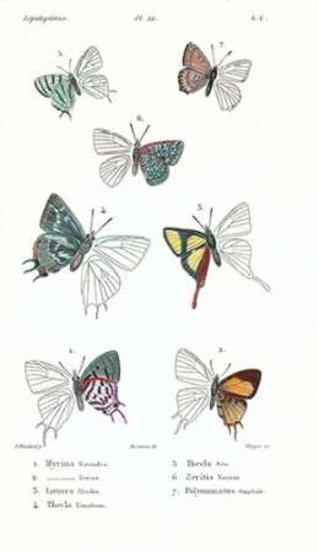 Buterflies Plate 22 Canvas Art - Emile Blanchard (12 x 18)