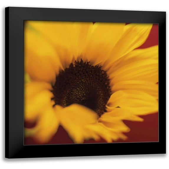Butler, Jane-Ann 15x15 Black Modern Framed Museum Art Print Titled - Sunflower on Red
