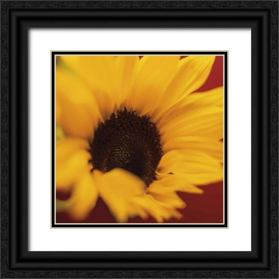 Butler, Jane-Ann 15x15 Black Ornate Wood Framed with Double Matting Museum Art Print Titled - Sunflower on Red