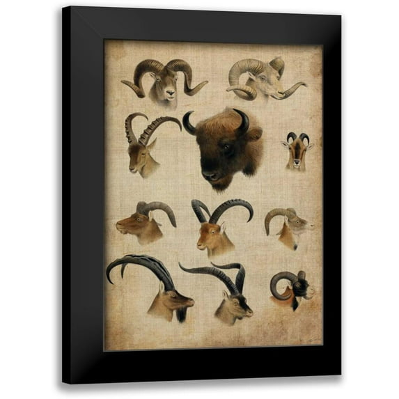 Butler, John 11x14 Black Modern Framed Museum Art Print Titled - American Trophy IV
