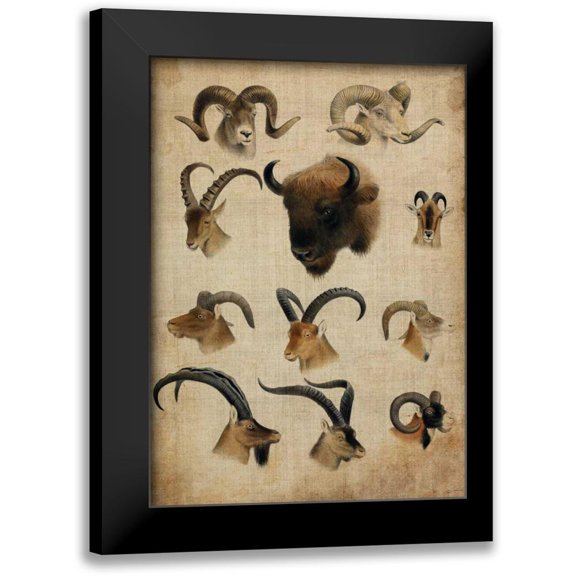 Butler, John 11x14 Black Modern Framed Museum Art Print Titled - American Trophy IV