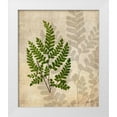 thumbnail image 1 of Butler, John 12x14 White Modern Wood Framed Museum Art Print Titled - British Ferns VI, 1 of 4