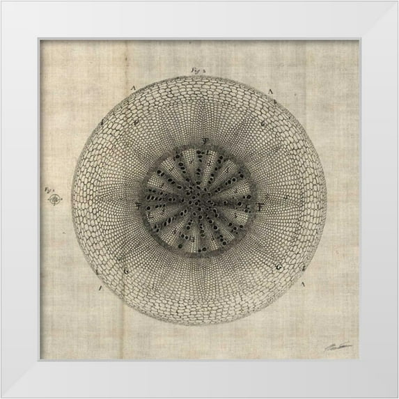 Butler, John 20x20 White Modern Wood Framed Museum Art Print Titled - Cross Cut IV