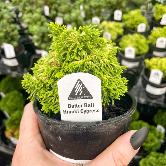 Butter Ball Hinoki Cypress, Live Plant, 4" Growers Pot