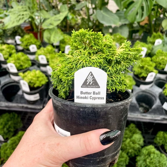 Butter Ball Hinoki Cypress, Live Plant, 4" Growers Pot
