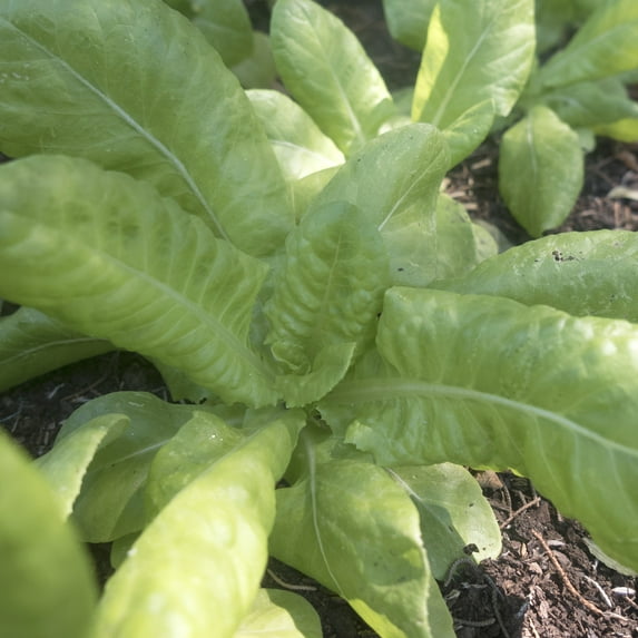 Butter King Butterhead Lettuce Seeds - 5 Lb Bulk ~2000000 Seeds - Non-GMO, Heirloom - Vegetable Garden - Lactuca sativa