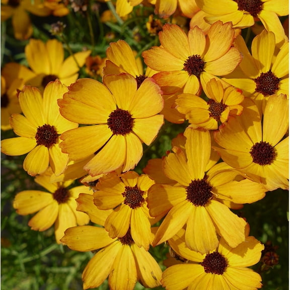 Butter Rum Coreopsis Perennial Plant - Tickseed - NEW! - Quart Pot