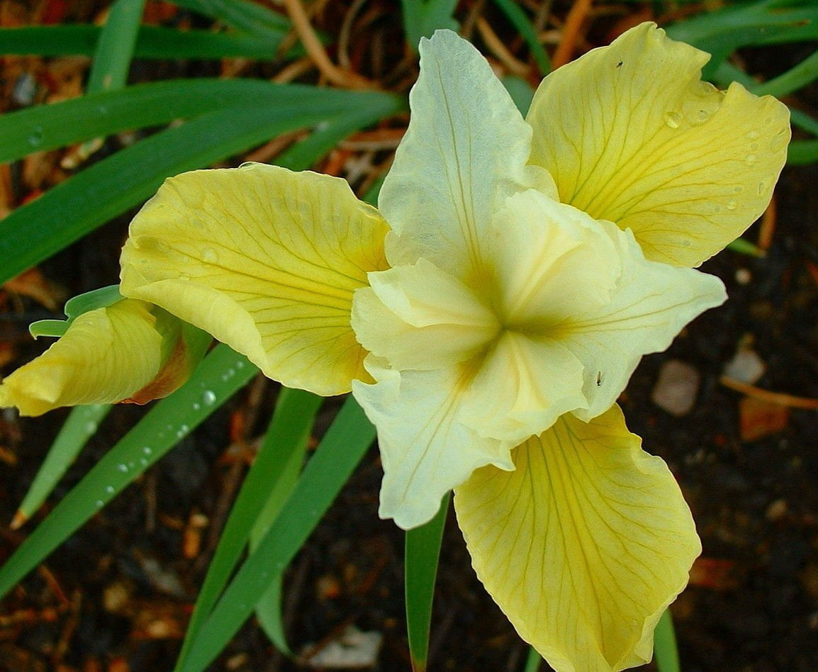 Butter & Sugar Siberian Iris Plant Reblooms AGM WINNER Quart Pot