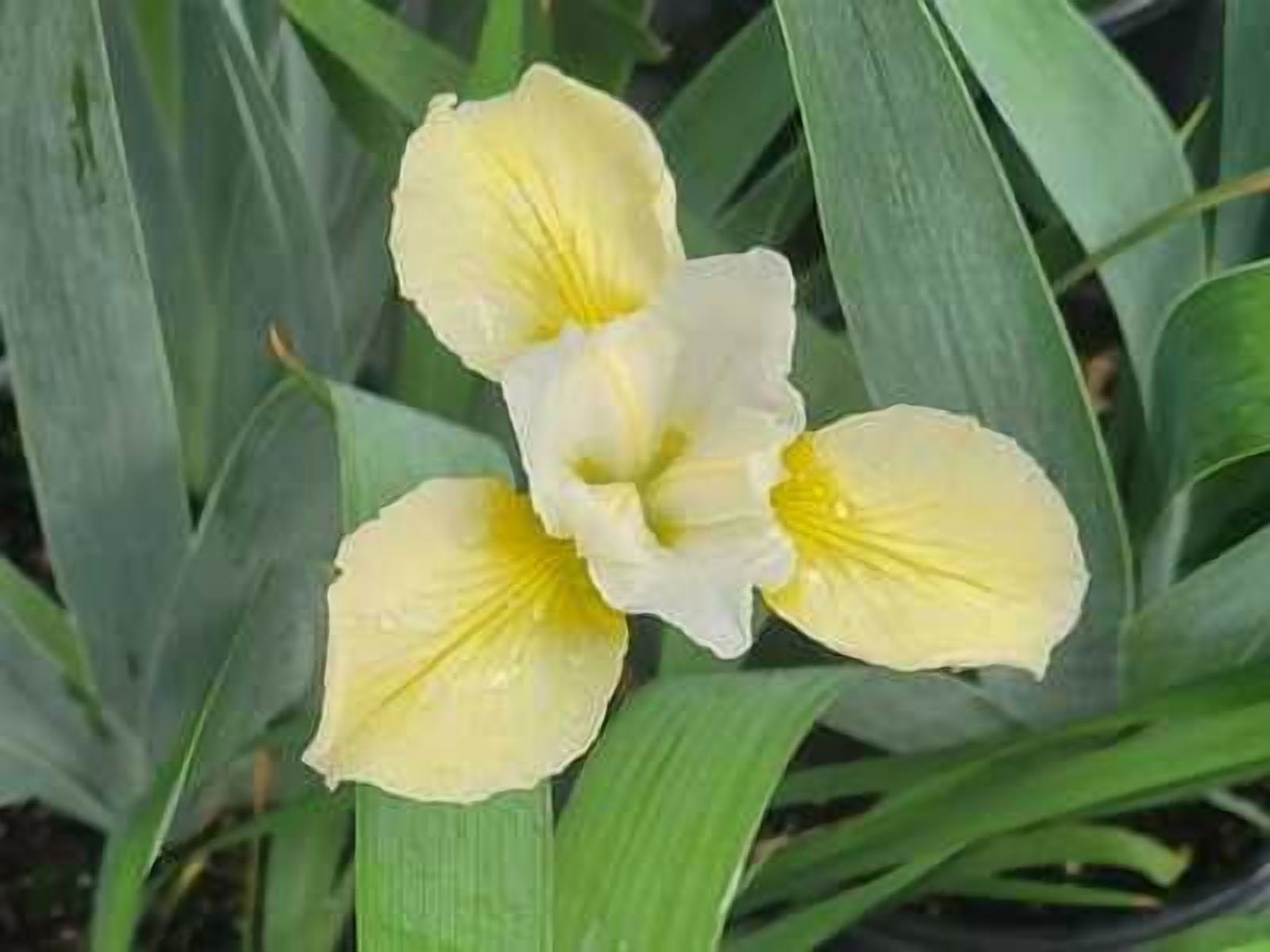 Butter and Sugar Siberian Iris 1gal - Perennial