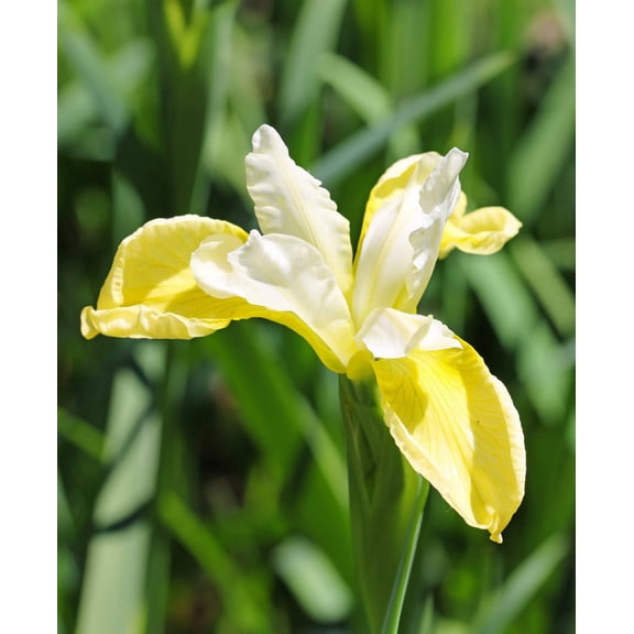 Butter and Sugar Siberian Iris - 3 root divisions