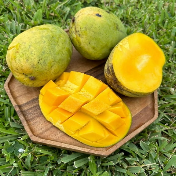 Butter cream Mango tree GRAFTED 2-4 Ft Tall. Ship To ALL STATES