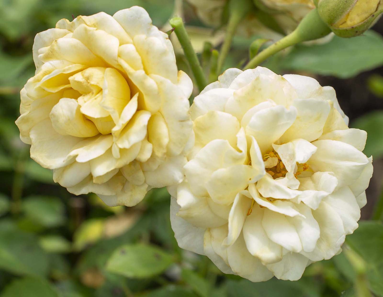 Buttercream Drift® Rose Bare Root New for 2023!