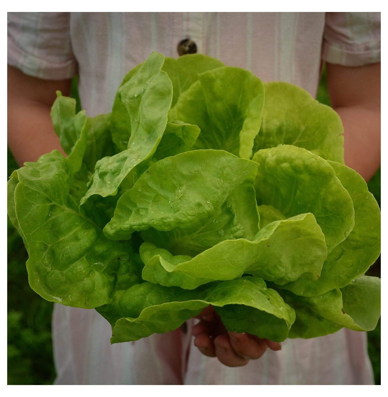 Buttercrunch Heading Lettuce 500 Seeds Heirloom & OpenPollinated