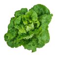 Buttercrunch Lettuce Seeds 500 seeds