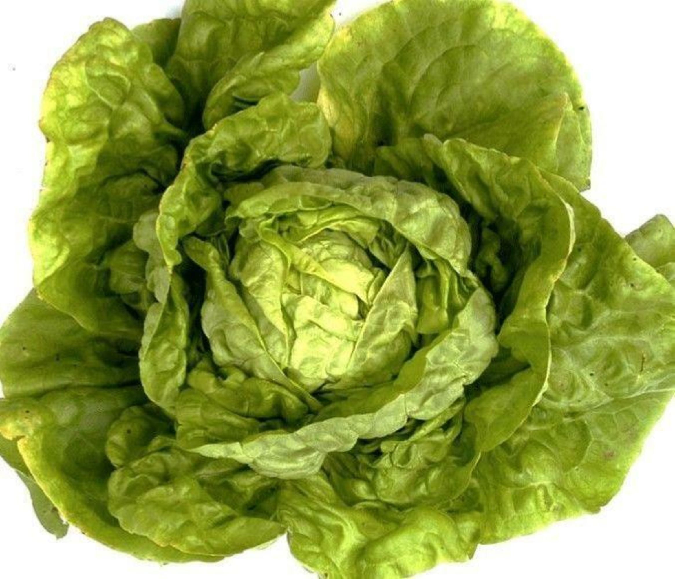 Buttercrunch Lettuce Seeds/ Annual/ Full Sun/ 500 Seeds 1/2 Gram