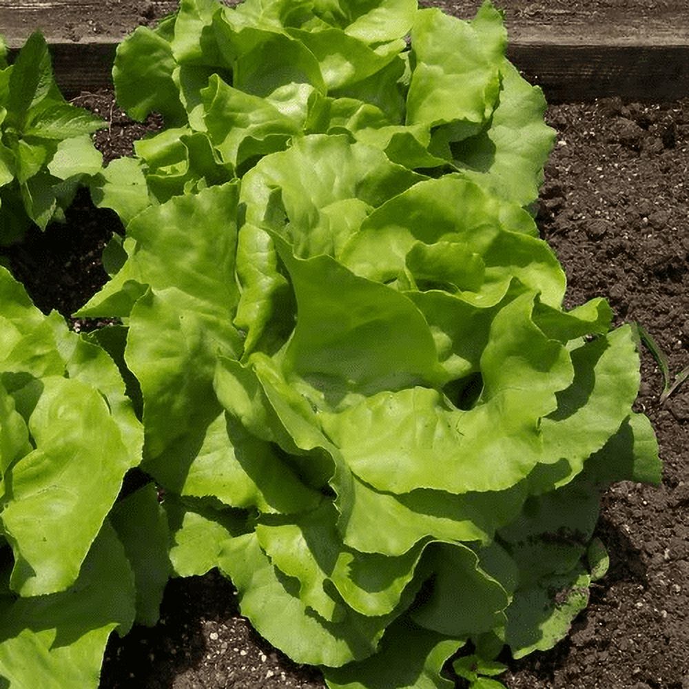 Buttercrunch Lettuce Seeds NonGMO Vegetable Seeds 1102, 500