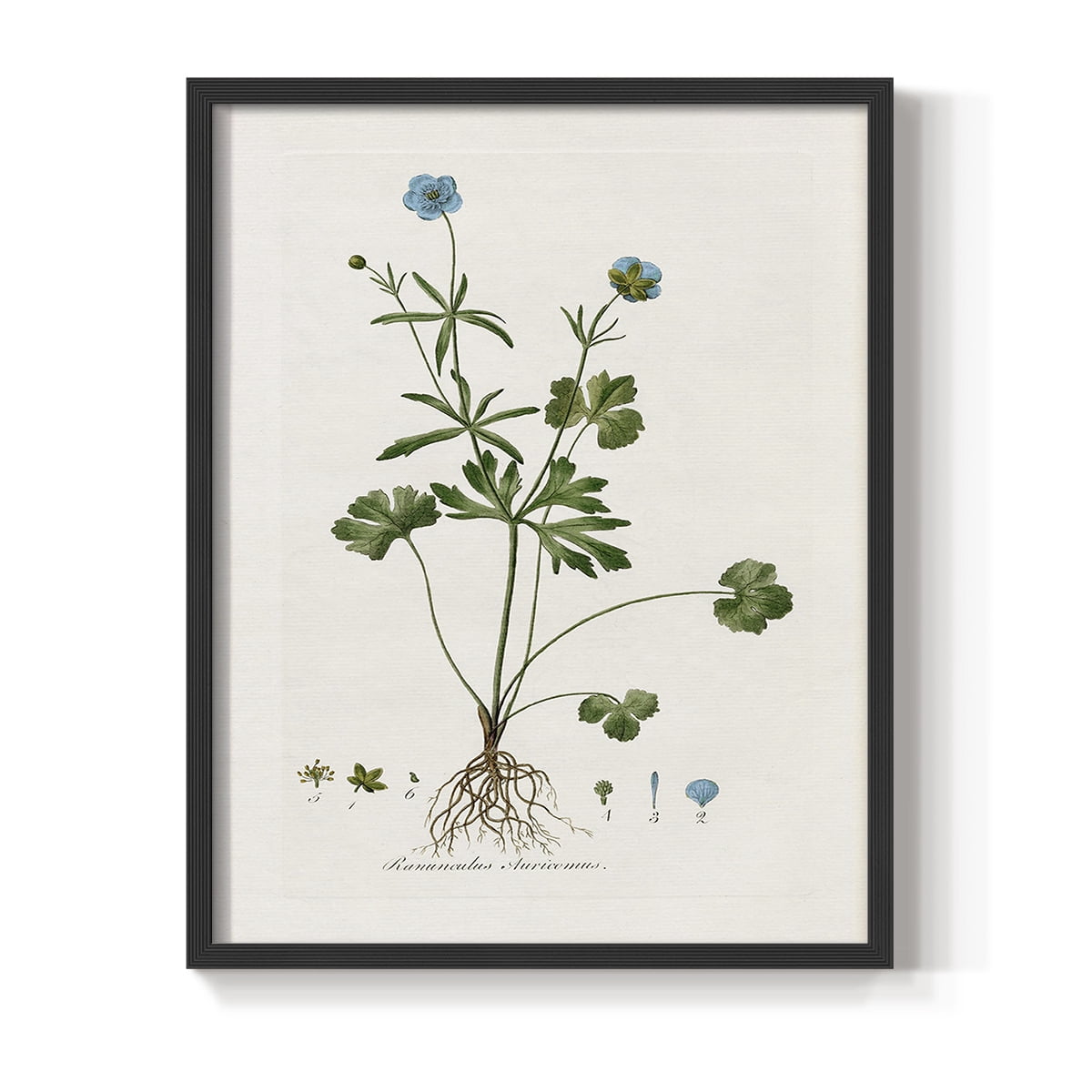 Buttercup Study Framed Print in Black Solid Wood Framed Print No Nail Hanging