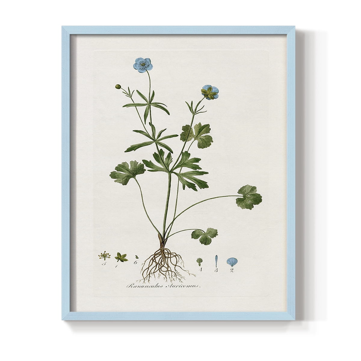Buttercup Study Framed Print in Blue Solid Wood Framed Print No Nail Hanging