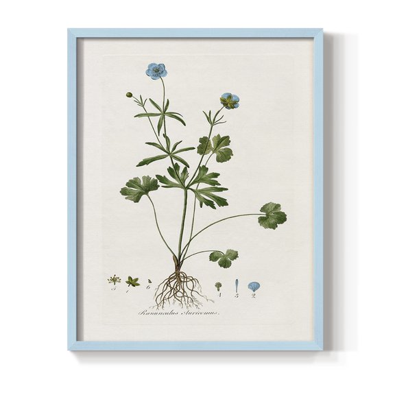 Buttercup Study Framed Print in Blue Solid Wood Framed Print No Nail Hanging