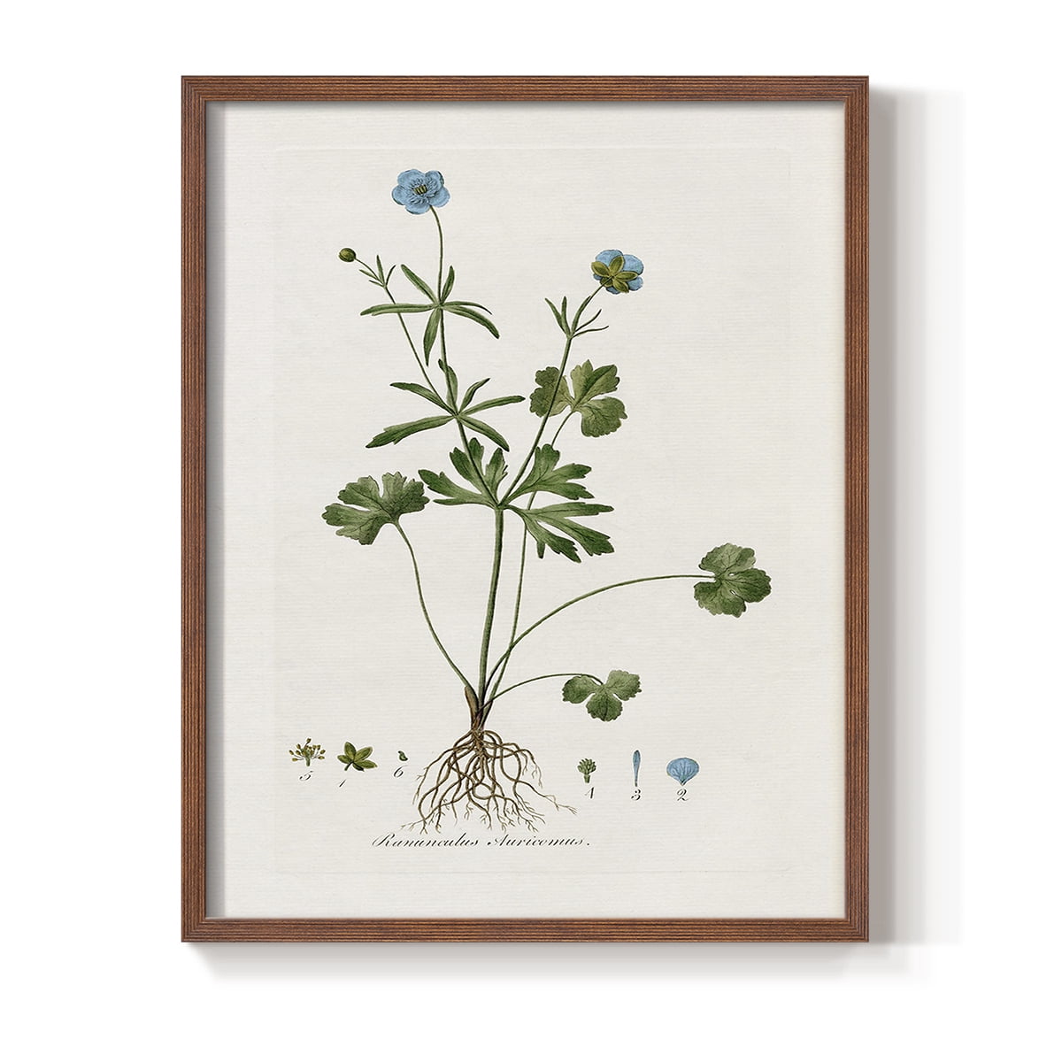 Buttercup Study Framed Print in Brown Solid Wood Framed Print No Nail Hanging