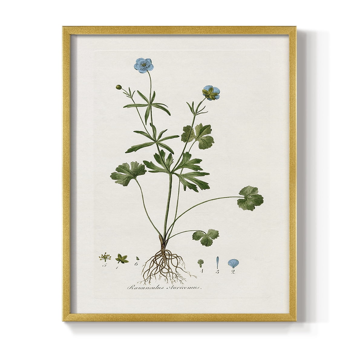 Buttercup Study Framed Print in Gold Solid Wood Framed Print No Nail Hanging