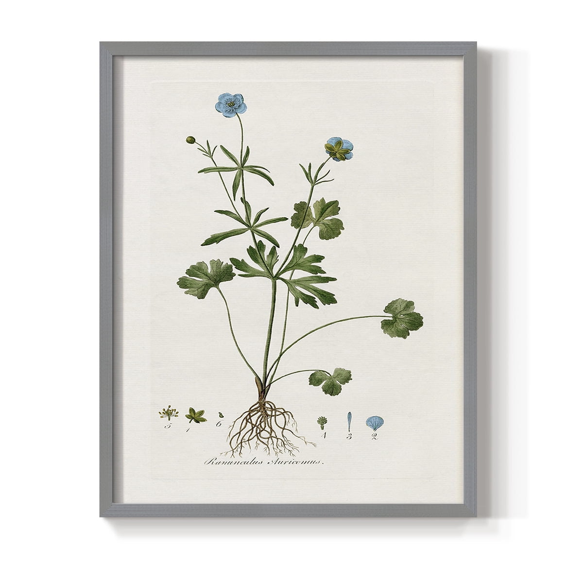 Buttercup Study Framed Print in Gray Solid Wood Framed Print No Nail Hanging