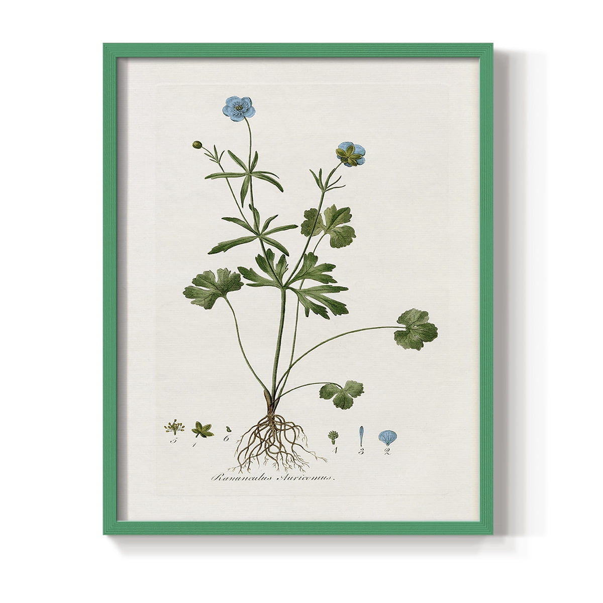Buttercup Study Framed Print in Green Solid Wood Framed Print No Nail Hanging