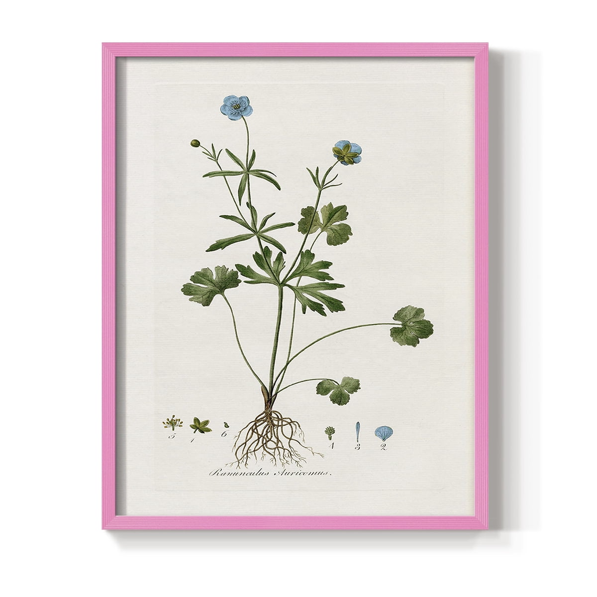 Buttercup Study Framed Print in Pink Solid Wood Framed Print No Nail Hanging