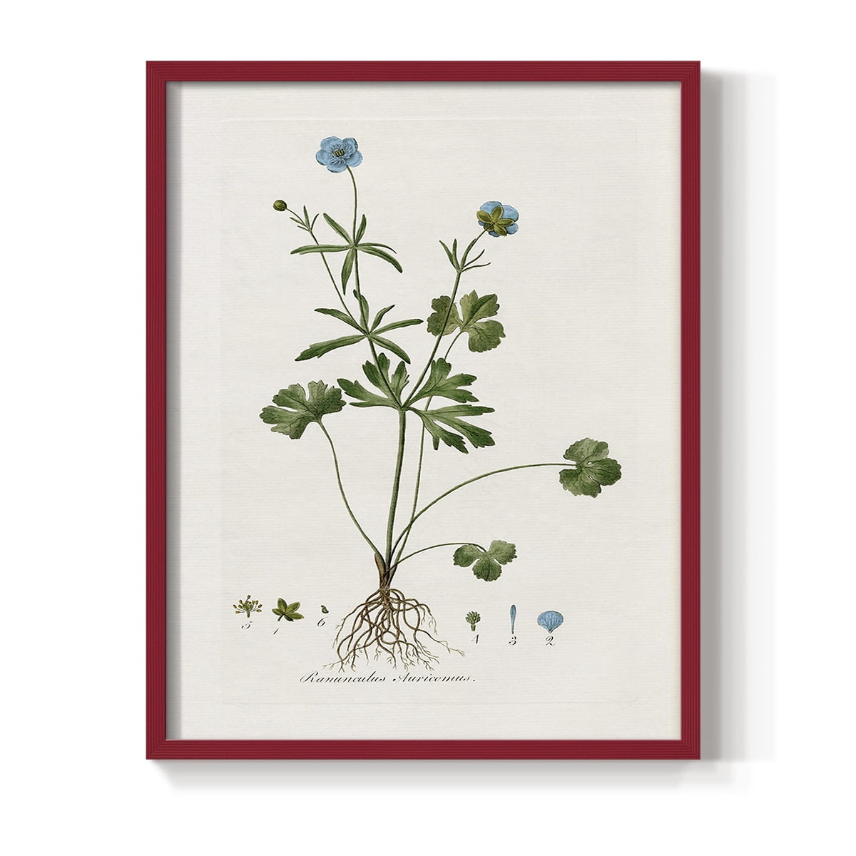 Buttercup Study Framed Print in Red Solid Wood Framed Print No Nail Hanging