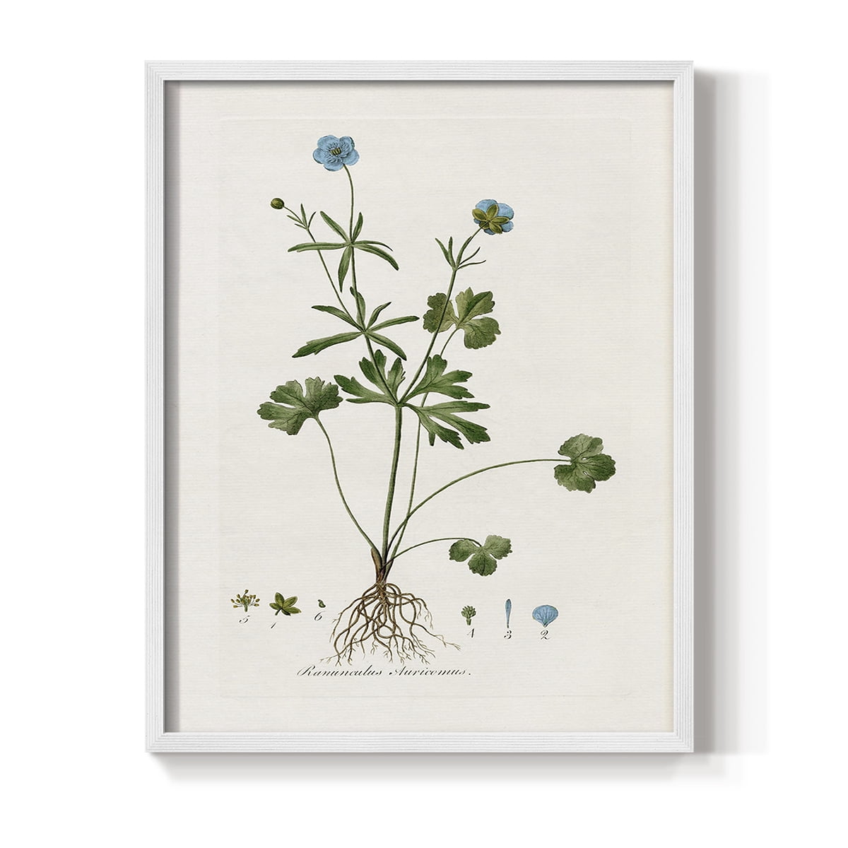 Buttercup Study Framed Print in White Solid Wood Framed Print No Nail Hanging