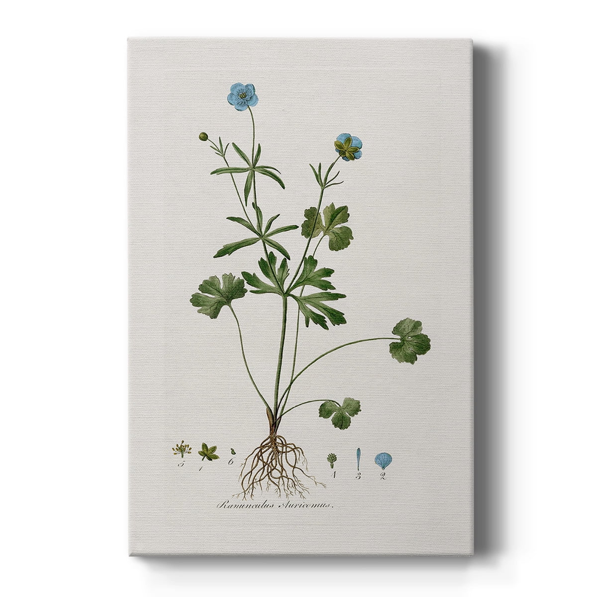Buttercup Study Premium Gallery Wrapped Canvas - Ready to Hang