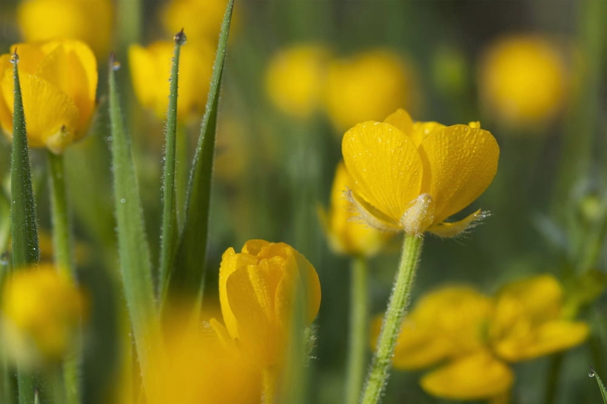 Buttercups blooming Astoria Oregon United States of America Canvas Art - Robert L Potts  Design Pics (38 x 24)