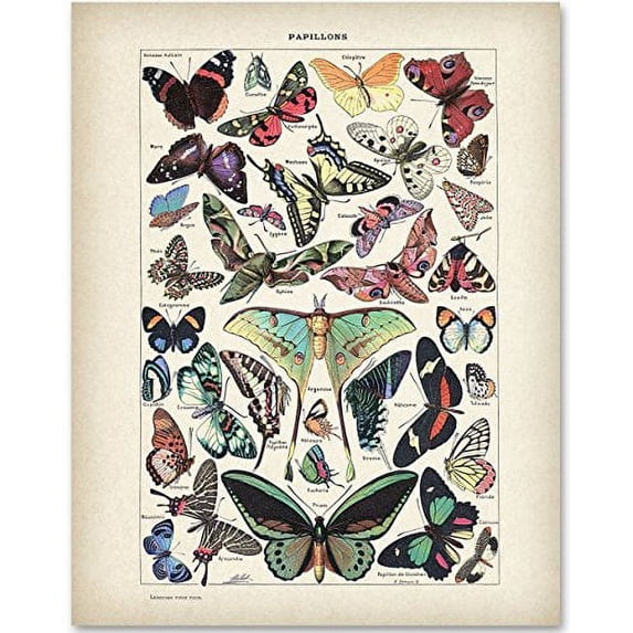 Butterflies Art - 11x14 Unframed Art Print - Great Gift for Bathroom Decor