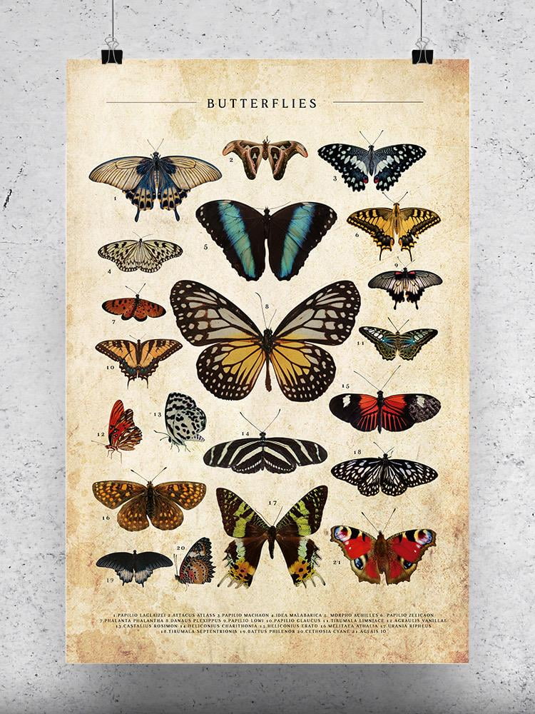 Butterflies Art Poster - SmartPrintsInk Designs, Size: 24 x 36