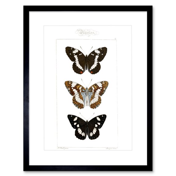 Butterflies Black and Brown Artwork Framed Wall Art Print 9X7 Inch