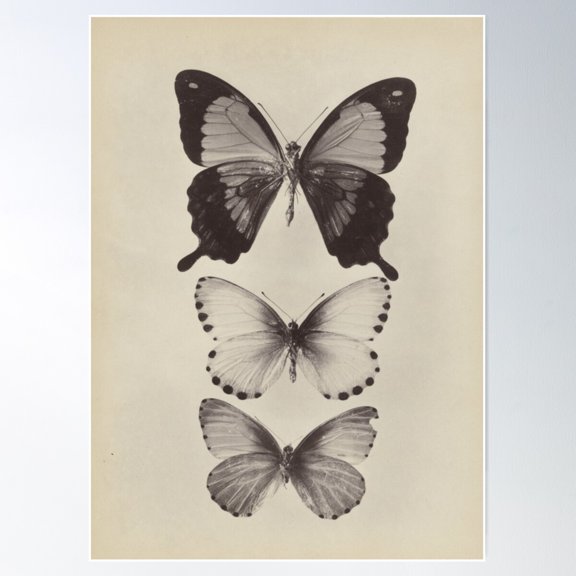 Butterflies From The Collection Of Insect Connoisseur Charles Oberthür, Anonymous, 1889. Poster Wall Art, Modern Wall Decor For Living Room Bedroom, 8x12 UNFRAMED