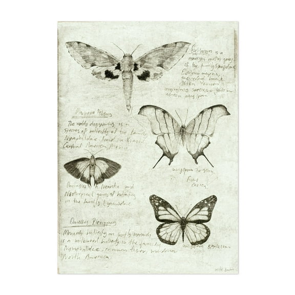 Butterflies - Drawing Black and White Nature Botanical Vintage Unframed Wall Art Print 5 x 7 inches
