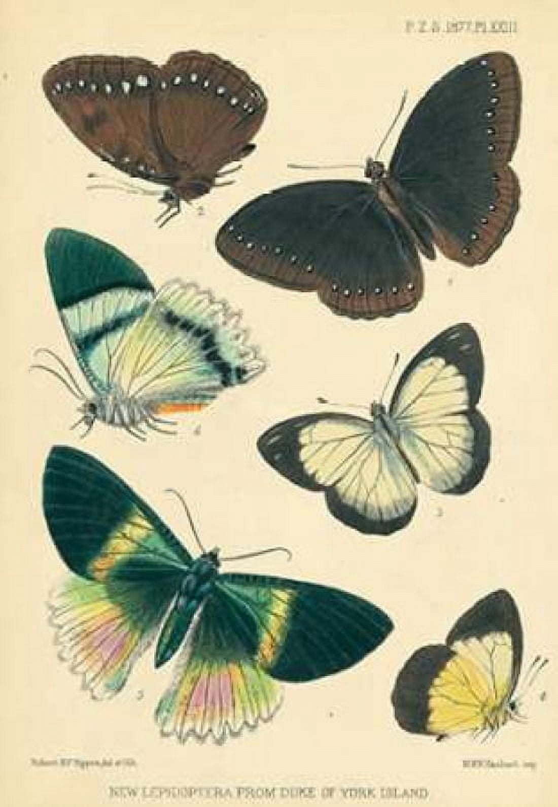 Butterflies Duke of York Island Canvas Art - Joseph Smit (12 x 18)