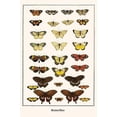 thumbnail image 1 of Butterflies-Fine Art Canvas Print (20" x 30"), 1 of 1