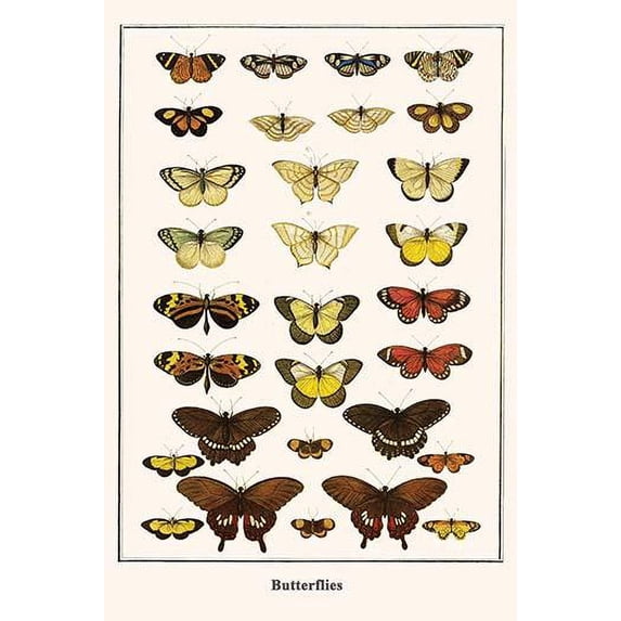Butterflies-Fine Art Canvas Print (20" x 30")