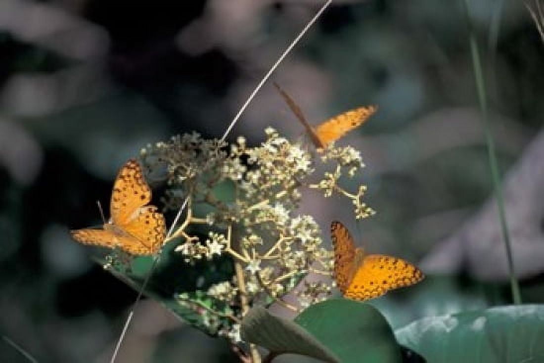 Butterflies Gombe National Park Tanzania Canvas Art - Kristin Mosher DanitaDelimont (35 x 24)