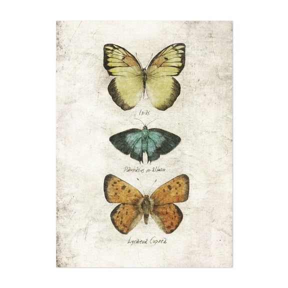 Butterflies I - Drawing Vintage Nature Botanical Rustic Unframed Wall Art Print 5 x 7 inches