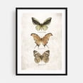 thumbnail image 1 of Butterflies IV - Drawing Botanical Nature Vintage Floral Illustration Black Framed Wall Art Print 6 x 8 inches, 1 of 7