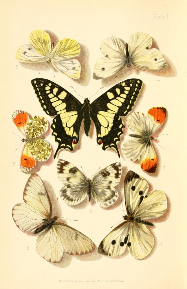 Butterflies & Moths 1894 British Butterflies Canvas Art - Unknown (24 x 36)