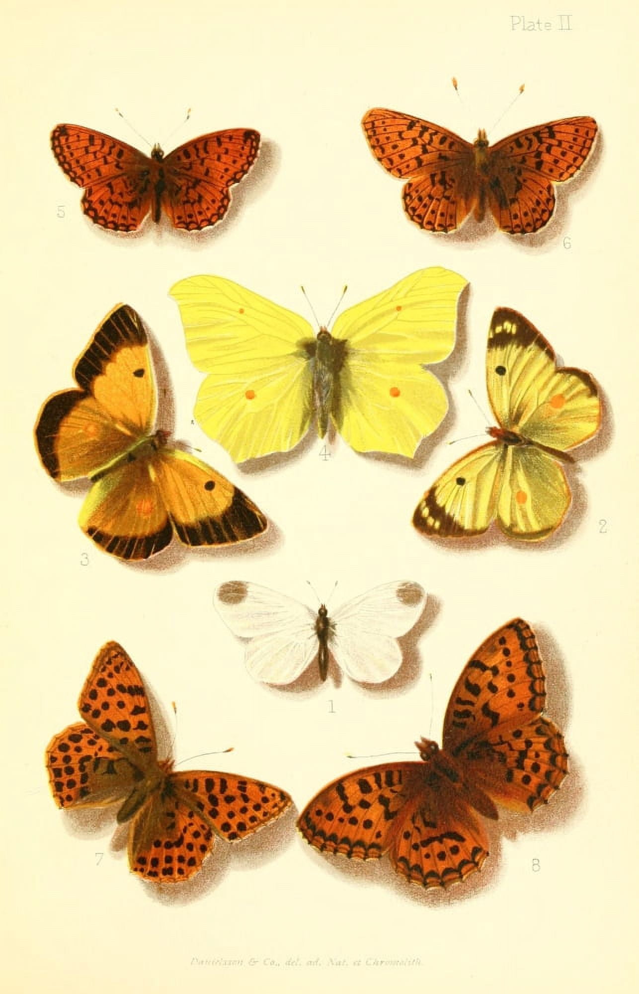 Butterflies & Moths 1894 Various 1 Canvas Art - Unknown (24 x 36)