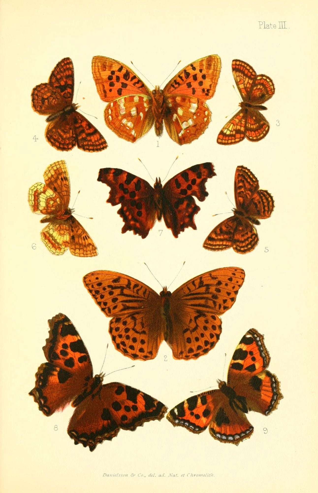 Butterflies & Moths 1894 Various 2 Canvas Art - Unknown (24 x 36)