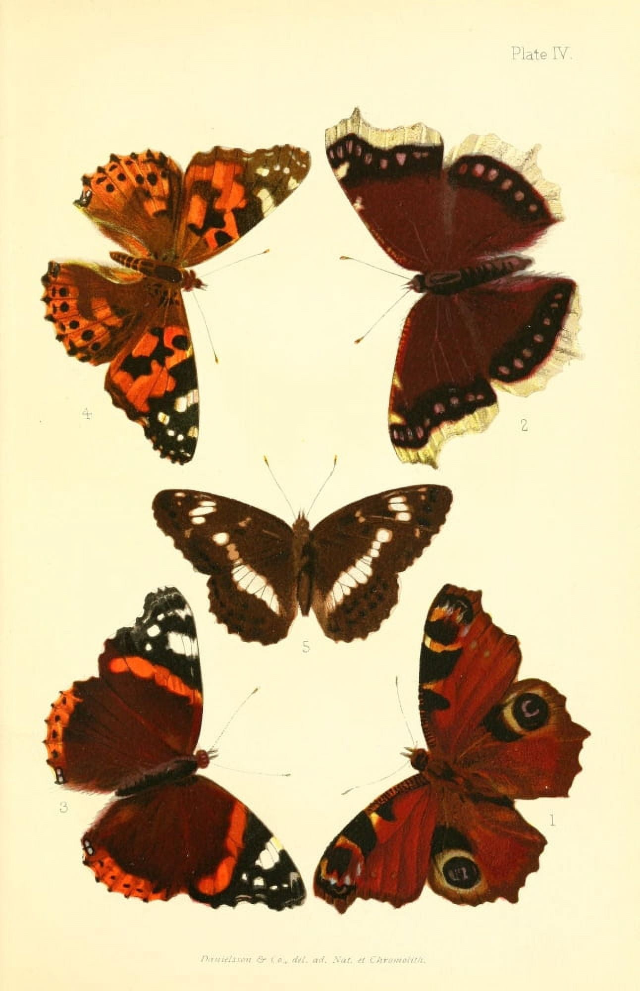 Butterflies & Moths 1894 Various 3 Canvas Art - Unknown (24 x 36)