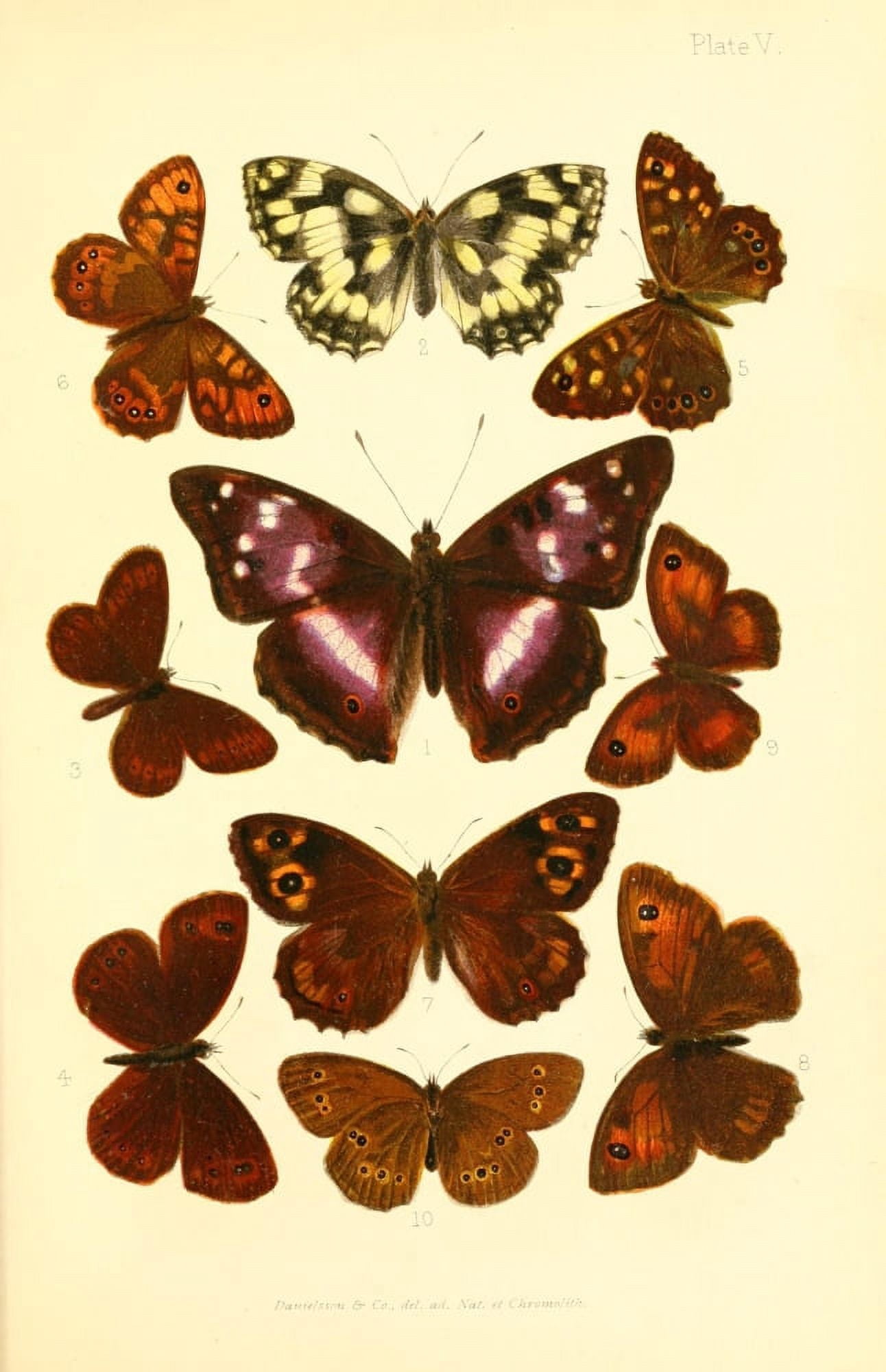 Butterflies & Moths 1894 Various 4 Canvas Art - Unknown (18 x 24)